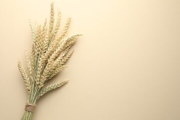 Bunch of wheat spikes on beige background, top view. Space for text