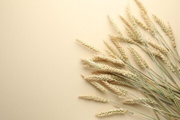Many wheat spikes on beige background, flat lay. Space for text