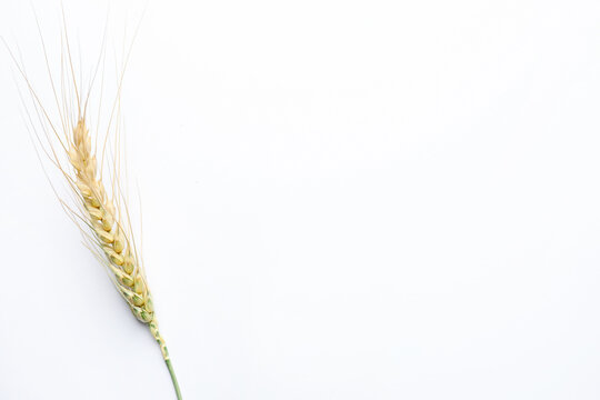 One wheat spike on white background, top view. Space for text