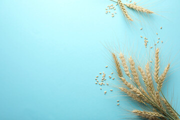 Many wheat spikes and seeds on turquoise background, flat lay. Space for text