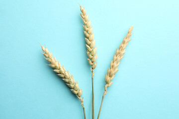 Wheat spikes on turquoise background, flat lay