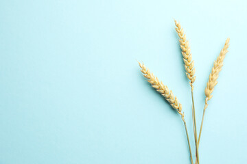 Many wheat spikes on light turquoise background, flat lay. Space for text