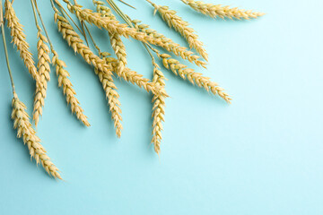 Many wheat spikes on light turquoise background, flat lay. Space for text