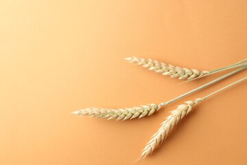 Wheat spikes on golden background, flat lay. Space for text