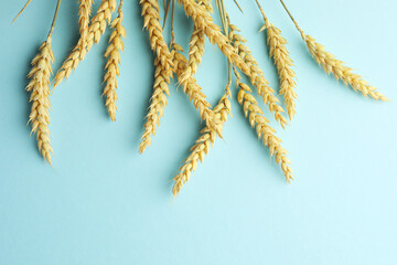 Many wheat spikes on light turquoise background, flat lay. Space for text