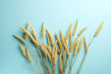 Many wheat spikes on turquoise background, flat lay