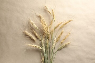 Many wheat spikes on paper background, flat lay