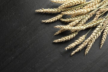 Many wheat spikes on black table, flat lay. Space for text