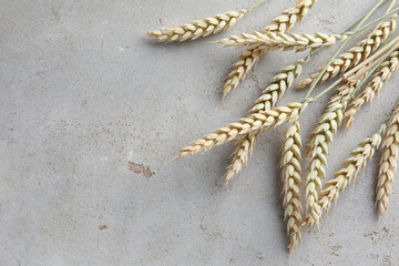 Many wheat spikes on light grey table, flat lay. Space for text