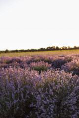 Blooming lavender field at sunset with warm golden light. Rows of purple flowers under clear sky...