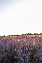 Blooming lavender field at sunset with warm golden light. Rows of purple flowers under clear sky...
