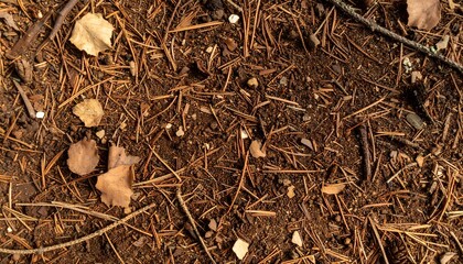 Forest floor texture with fallen aspen leaves and pine needles in autumn sunlight