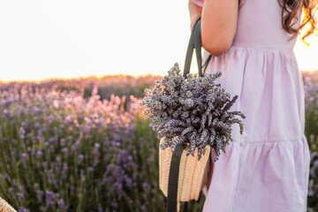 Girl in lavender field at sunset holding a straw bag with a fresh lavender bouquet. Soft light and...