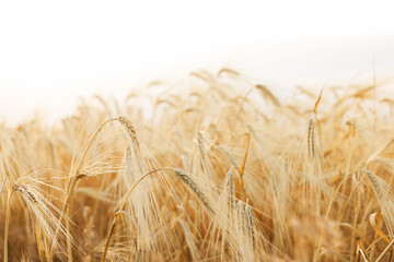 Golden wheat ears growing in field, closeup