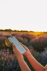 Close-up of hands holding smartphone with blank screen in lavender field at sunset. Warm light,...
