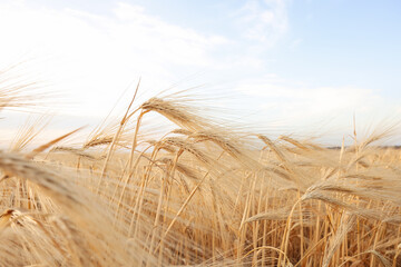 Golden wheat ears growing in field, closeup