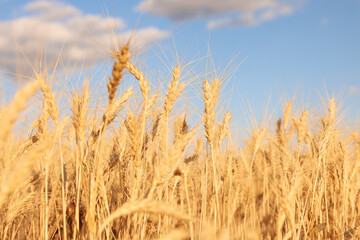 Golden wheat ears growing in field under blue sky, closeup