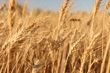 Golden wheat ears growing in field, closeup