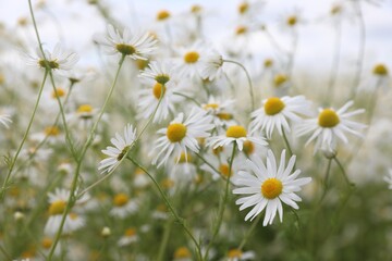 Beautiful chamomile flowers growing in field, closeup