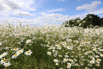 Beautiful chamomile flowers growing in field under cloudy sky