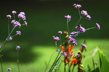 purple wildflowers, verbena bonariensis, meadow flowers, green background, summer bloom, tranquil garden, soft focus nature, floral elegance, outdoor flora, natural beauty, vertical stems, peaceful sc