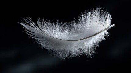 Obraz premium A delicate white feather gracefully floats against a dark backdrop.