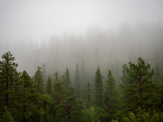 Foggy pine forest landscape with dense mist