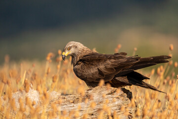 Black kite (Milvus migrans) photographed in Spain