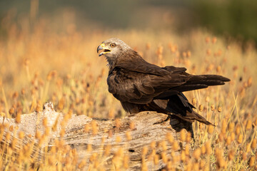 Black kite (Milvus migrans) photographed in Spain
