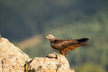 Black kite (Milvus migrans) photographed in Spain