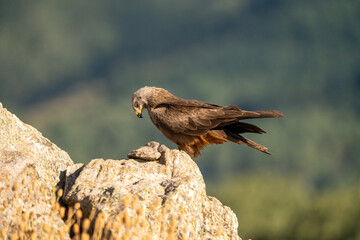 Black kite (Milvus migrans) photographed in Spain