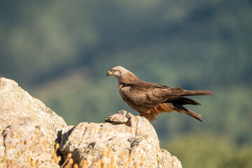 Black kite (Milvus migrans) photographed in Spain