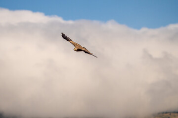 Black kite (Milvus migrans) photographed in Spain