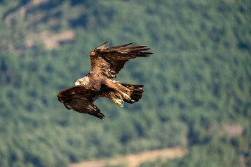 Golden eagle (Aquila chrysaetos) photographed in Spain