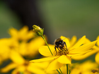 Bumblebee on yellow flower collecting nectar
