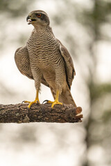 Common goshawk (Accipiter gentilis) photographed in Spain