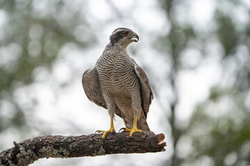 Common goshawk (Accipiter gentilis) photographed in Spain