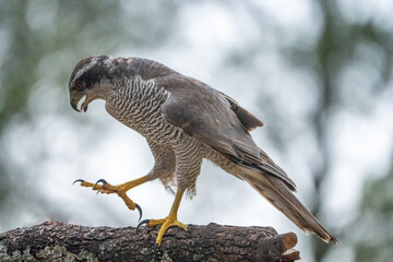 Common goshawk (Accipiter gentilis) photographed in Spain