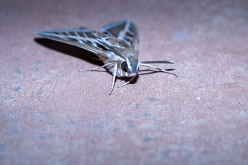 Obraz premium Striped Sphinx (Hyles livornica) photographed in Spain