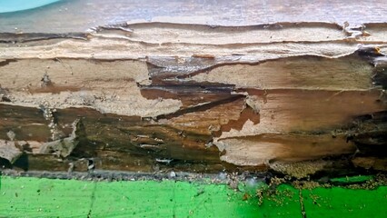Close-up of wood eaten by termites. Detail of pest infestation damage on a wooden beam.