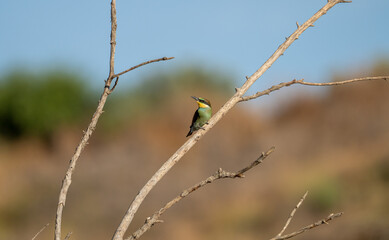 European bee-eater (Merops apiaster) photographed in Spain