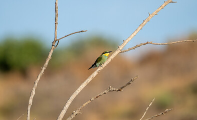 European bee-eater (Merops apiaster) photographed in Spain