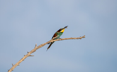 European bee-eater (Merops apiaster) photographed in Spain