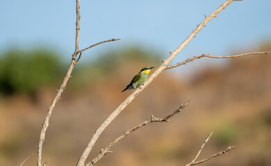 European bee-eater (Merops apiaster) photographed in Spain
