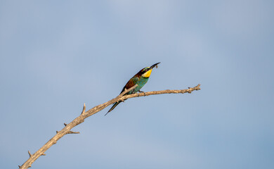 European bee-eater (Merops apiaster) photographed in Spain