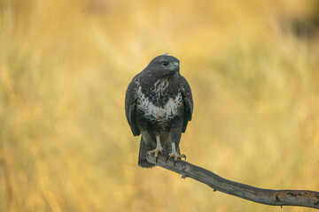 Common Buzzard (Buteo buteo) photographed in Spain