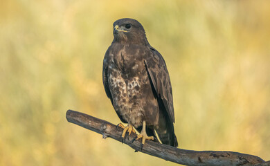 Common Buzzard (Buteo buteo) photographed in Spain