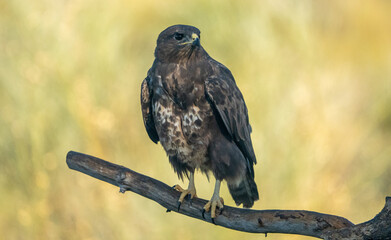 Common Buzzard (Buteo buteo) photographed in Spain