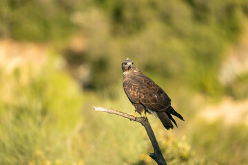 Common Buzzard (Buteo buteo) photographed in Spain
