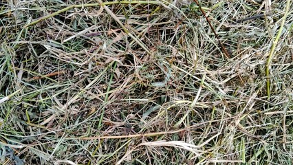 Natural texture of dry grass, hay, and straw on the ground. A rustic, organic background agriculture, autumn, or farming themes with copy space.